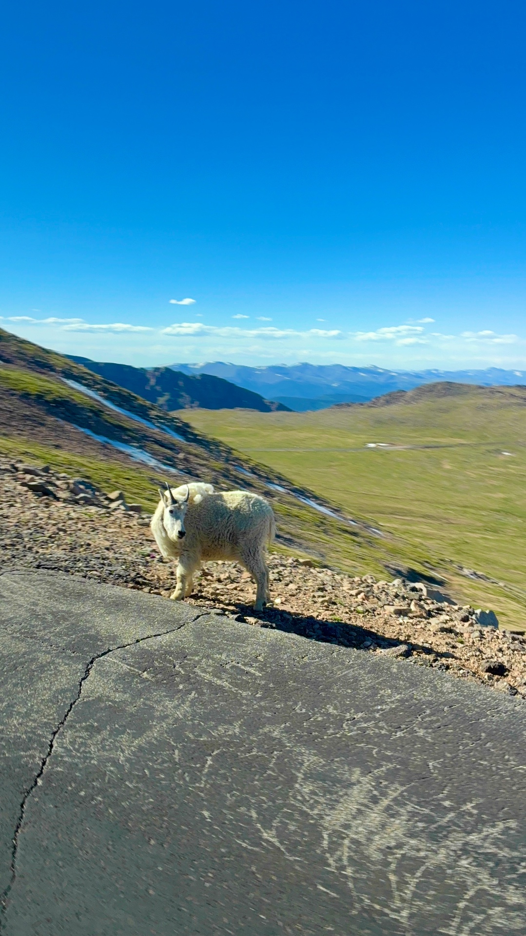 Mountain goat on a mountain road