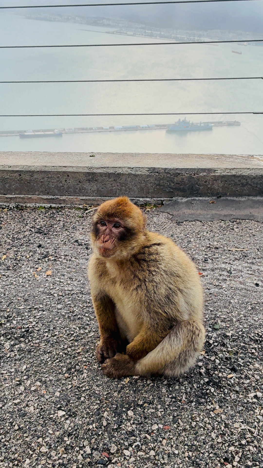 Monkey sitting above the ocean